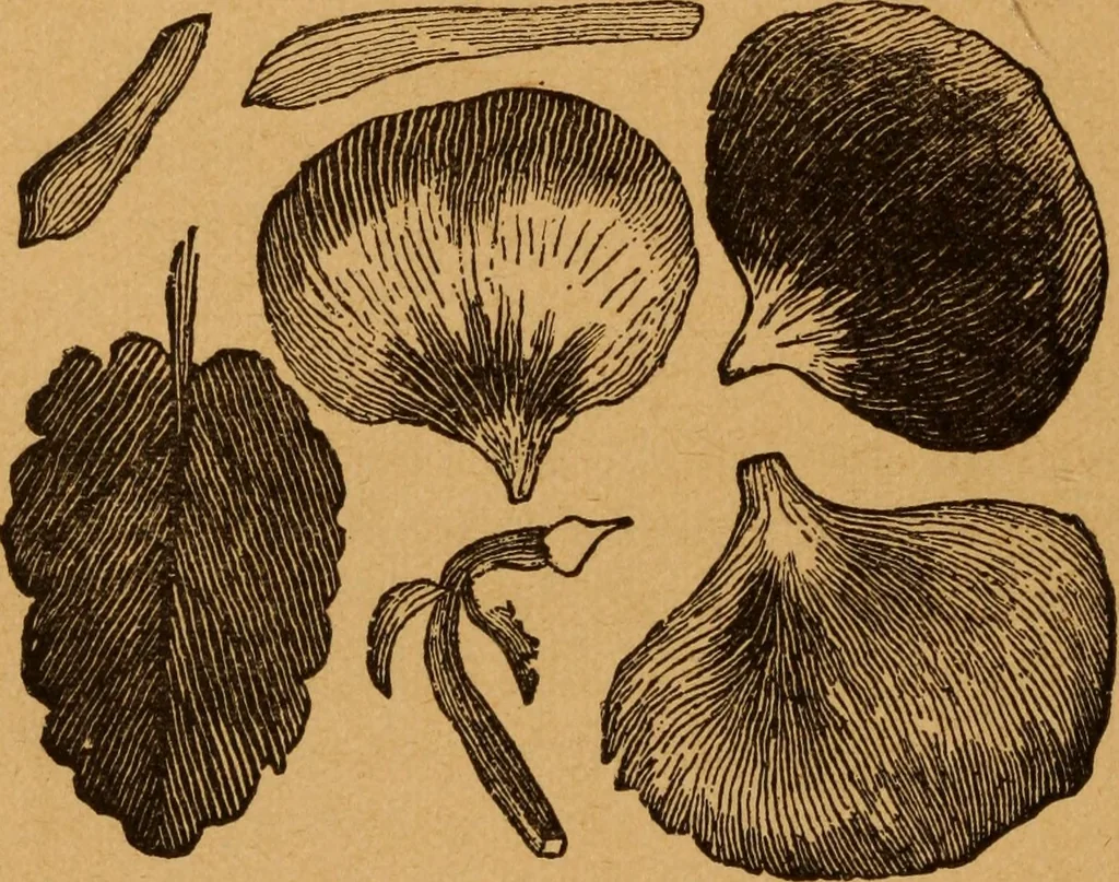 An illustration from Embroidery and fancy work, containing directions for embroidering, painting, modelling, carving, etc, 1899, leaf 105