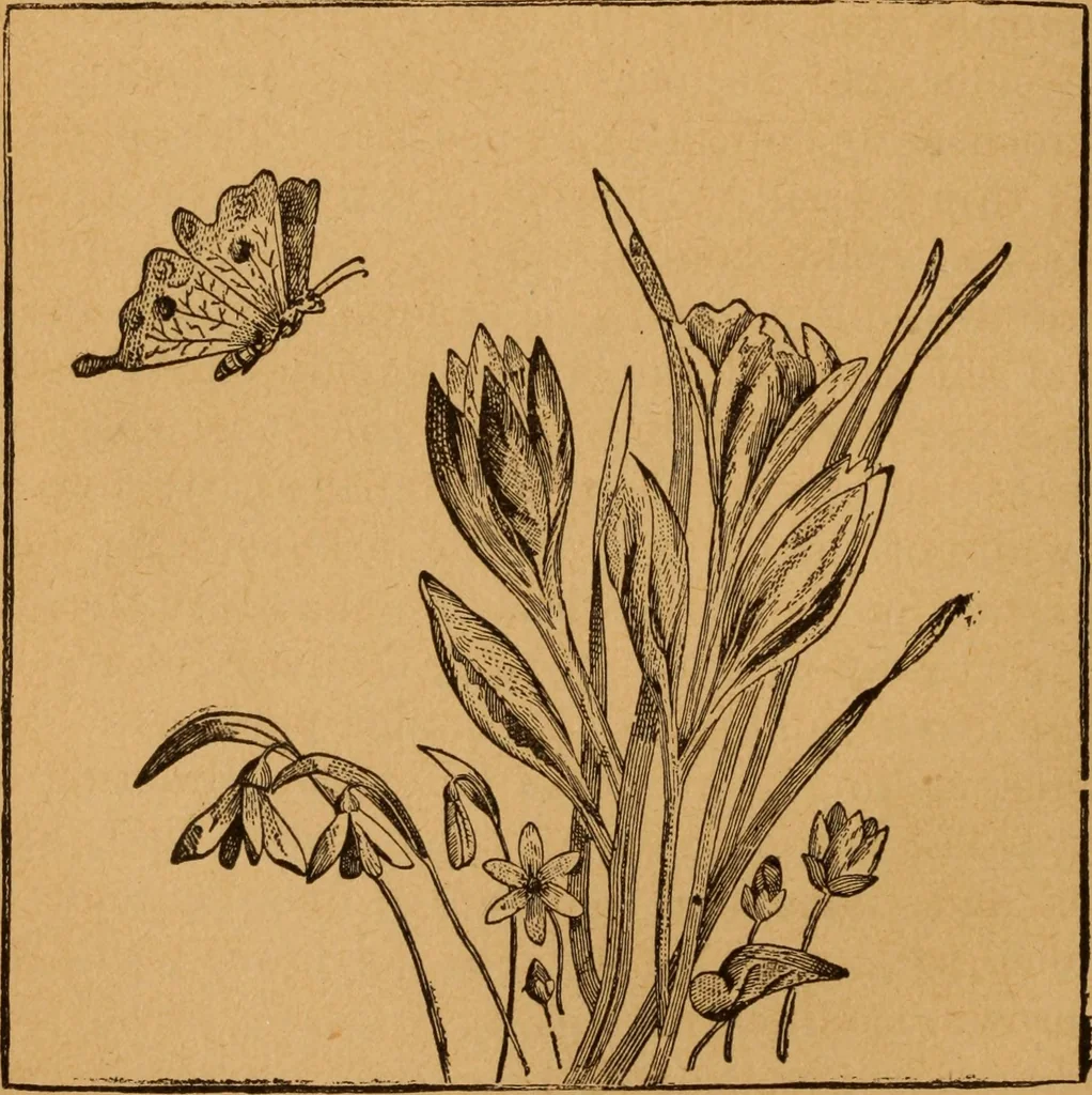 An illustration from Embroidery and fancy work, containing directions for embroidering, painting, modelling, carving, etc, 1899, leaf 111
