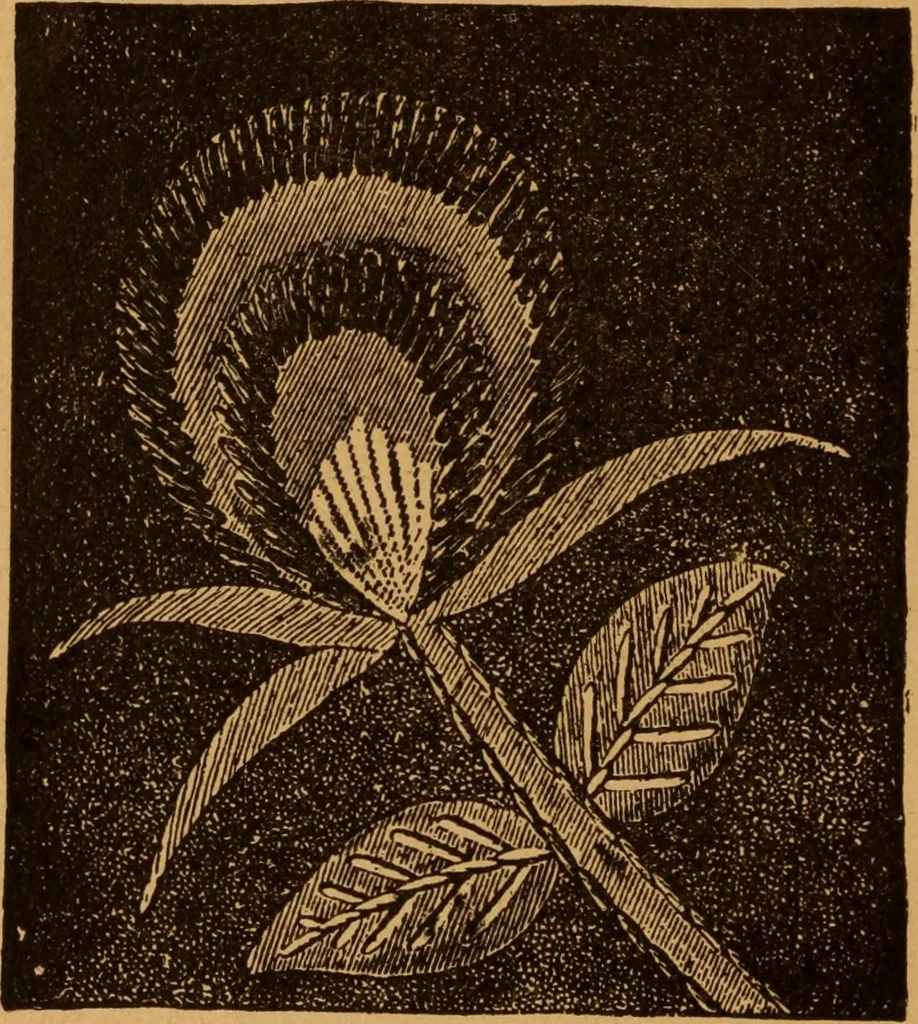 An illustration from Embroidery and fancy work, containing directions for embroidering, painting, modelling, carving, etc, 1899, leaf 25
