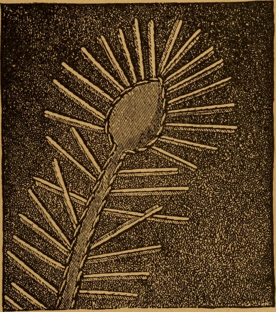An illustration from Embroidery and fancy work, containing directions for embroidering, painting, modelling, carving, etc, 1899, leaf 26