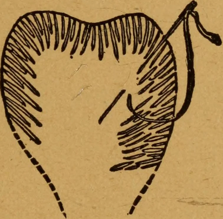 An illustration from Embroidery and fancy work, containing directions for embroidering, painting, modelling, carving, etc, 1899, leaf 32
