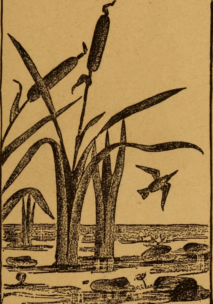An illustration from Embroidery and fancy work, containing directions for embroidering, painting, modelling, carving, etc, 1899, leaf 48