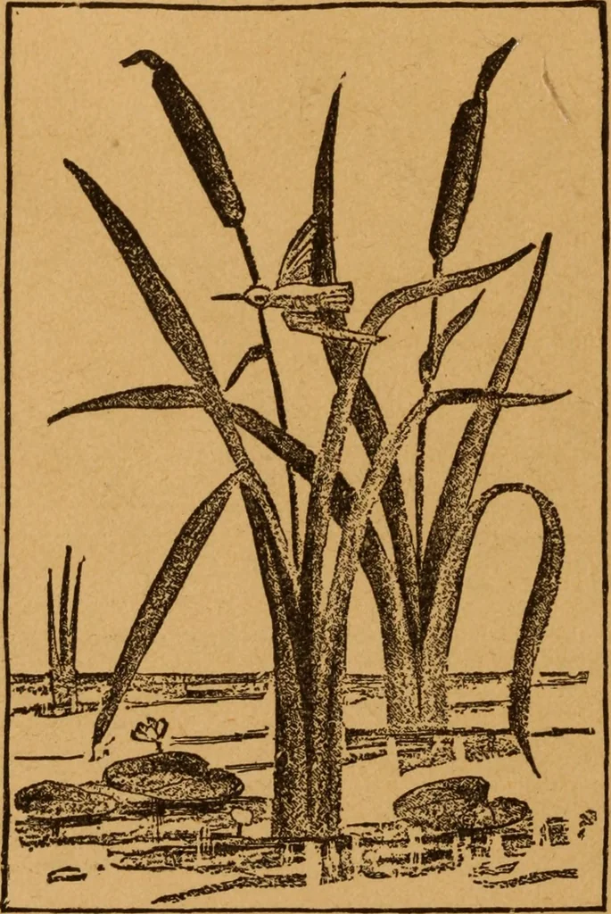 An illustration from Embroidery and fancy work, containing directions for embroidering, painting, modelling, carving, etc, 1899, leaf 49