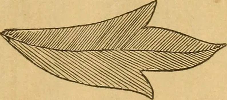 An illustration from Embroidery hints: Fall and Winter 1910, 1910, leaf 42