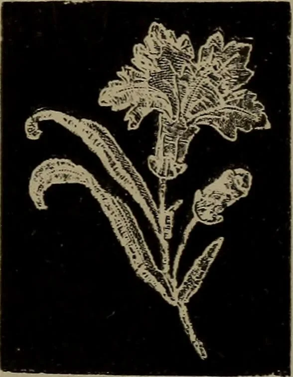 An illustration from Embroidery and lace: their manufacture and history from the remotest antiquity to the present day. A handbook for amateurs, collectors and general readers, 1888, leaf 318