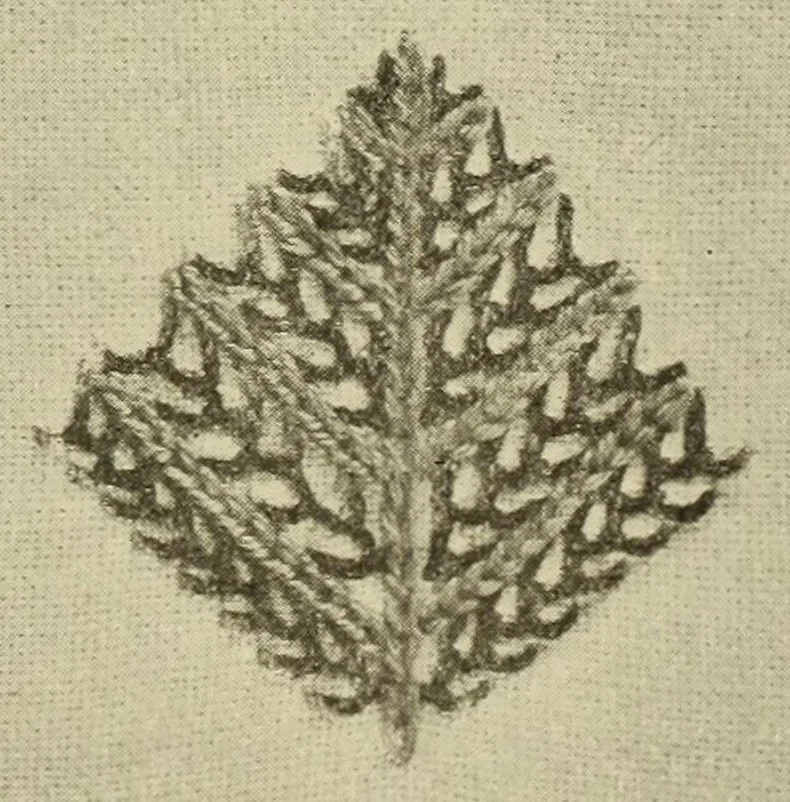 An illustration from An embroidery pattern book, 1917, leaf 67