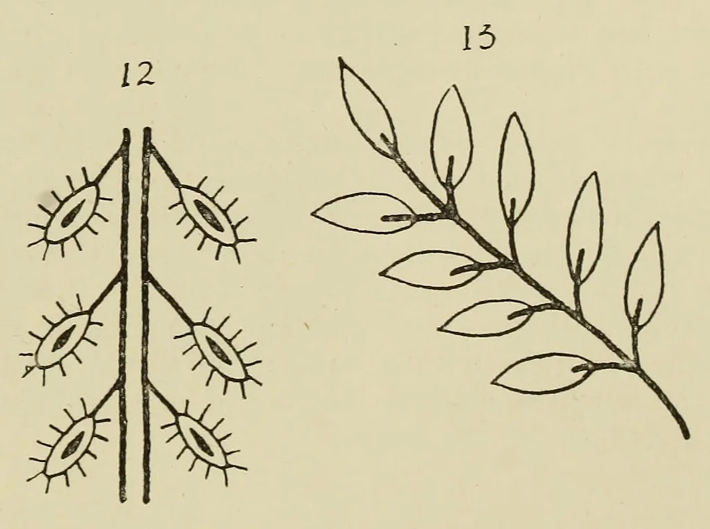 An illustration from An embroidery pattern book, 1917, leaf 99