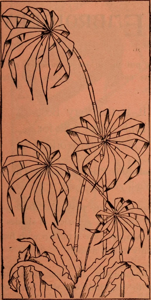 An illustration from Embroidery silks, 1900, leaf 25
