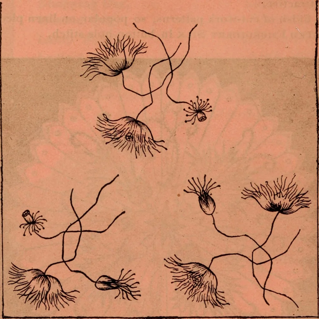 An illustration from Embroidery silks, 1900, leaf 6