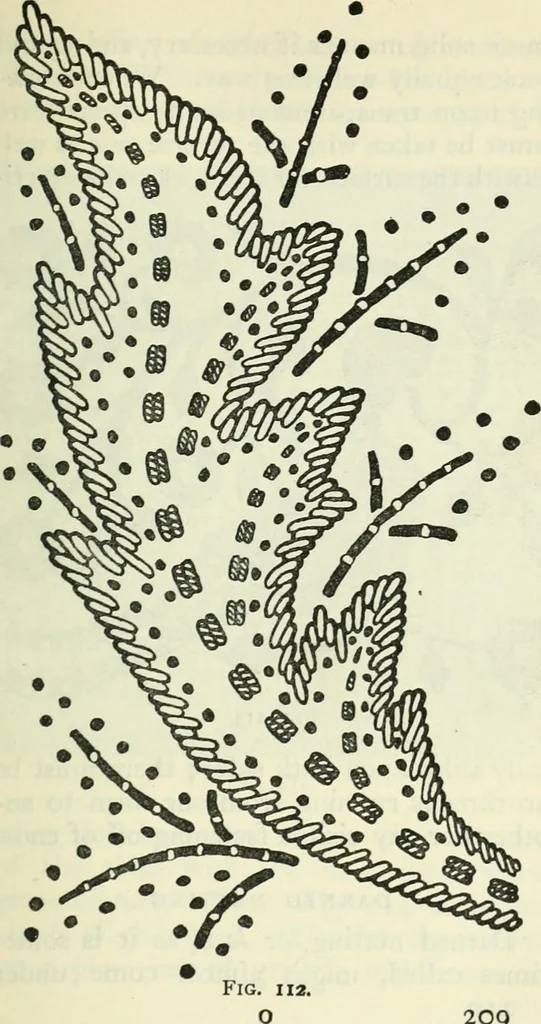 An illustration from Embroidery and tapestry weaving : a practical text-book of design and workmanship, 1912, leaf 212