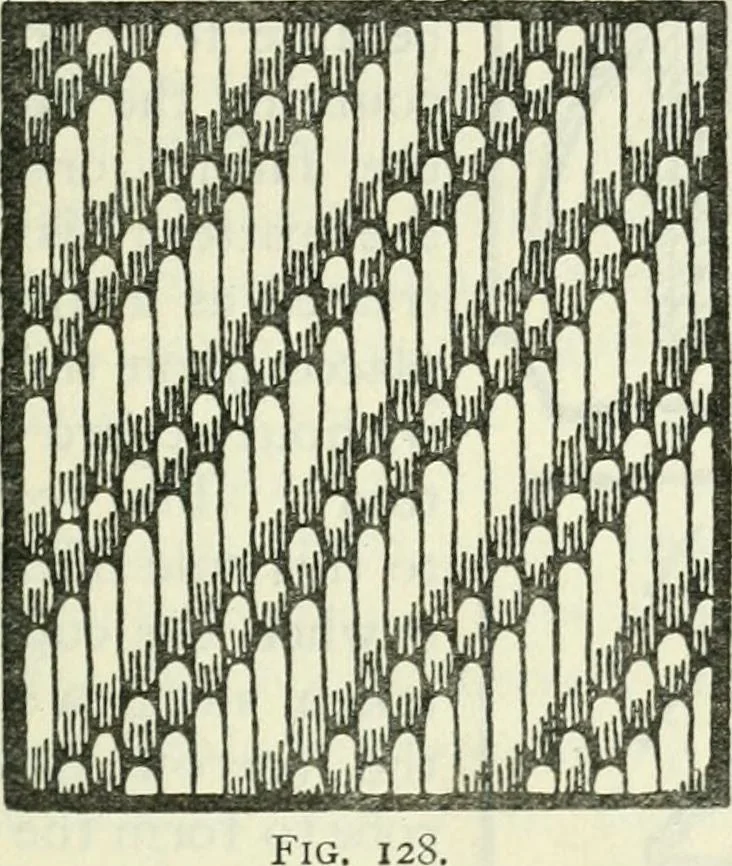 An illustration from Embroidery and tapestry weaving : a practical text-book of design and workmanship, 1912, leaf 248