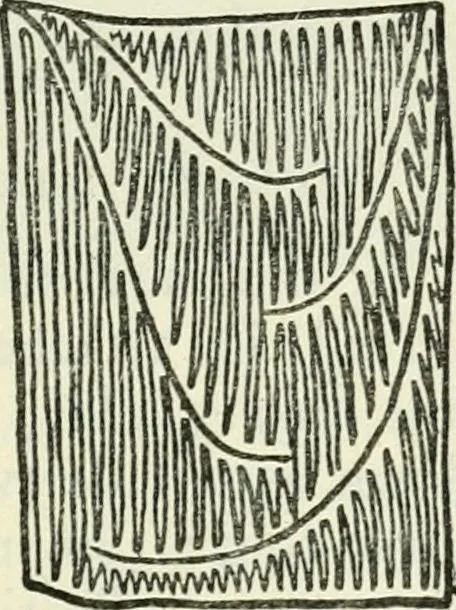 An illustration from Embroidery and tapestry weaving : a practical text-book of design and workmanship, 1912, leaf 252