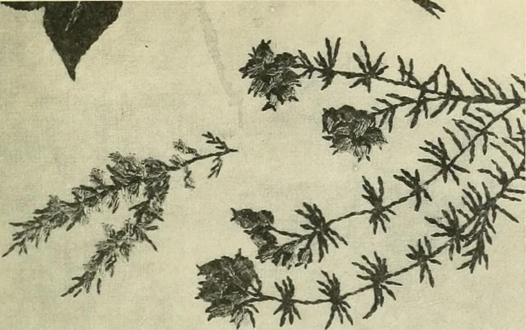 An illustration from Embroidery and tapestry weaving : a practical text-book of design and workmanship, 1912, leaf 394