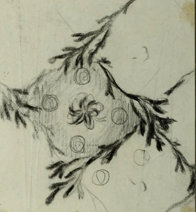An illustration from [Embroidery and textile designs, 1875, leaf 218