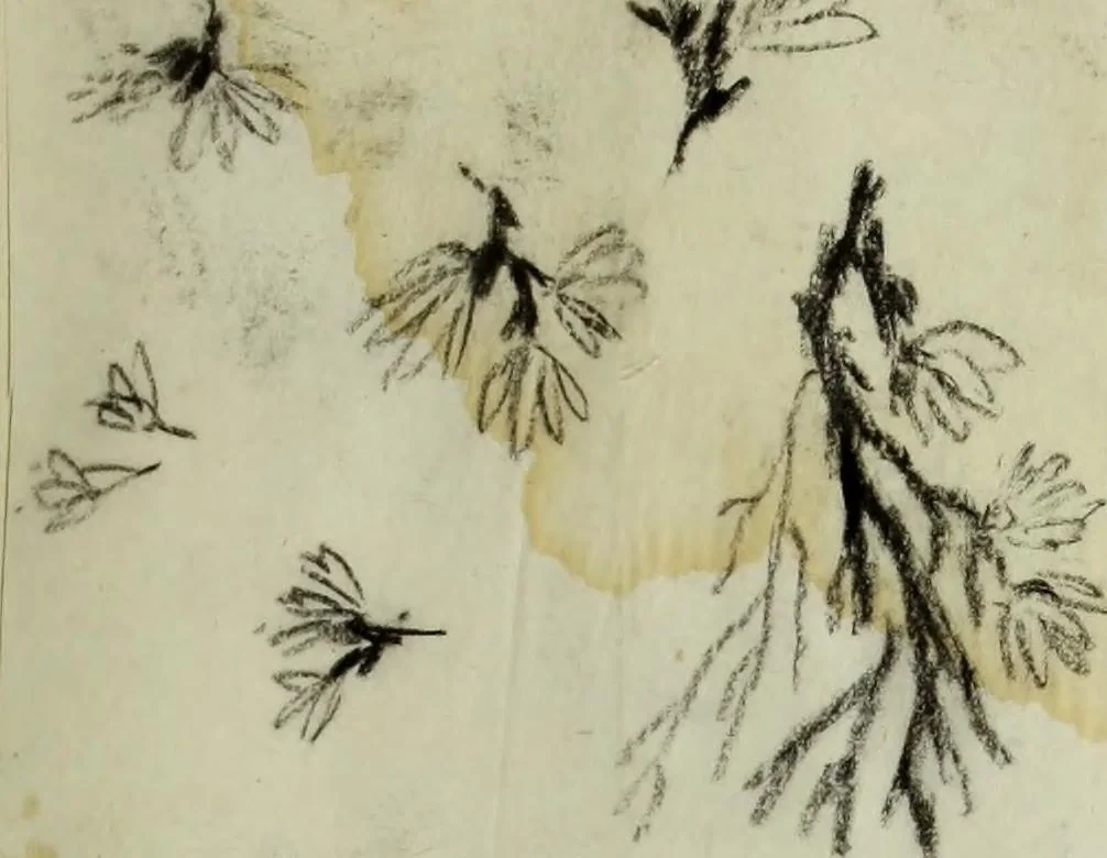 An illustration from [Embroidery and textile designs, 1875, leaf 223