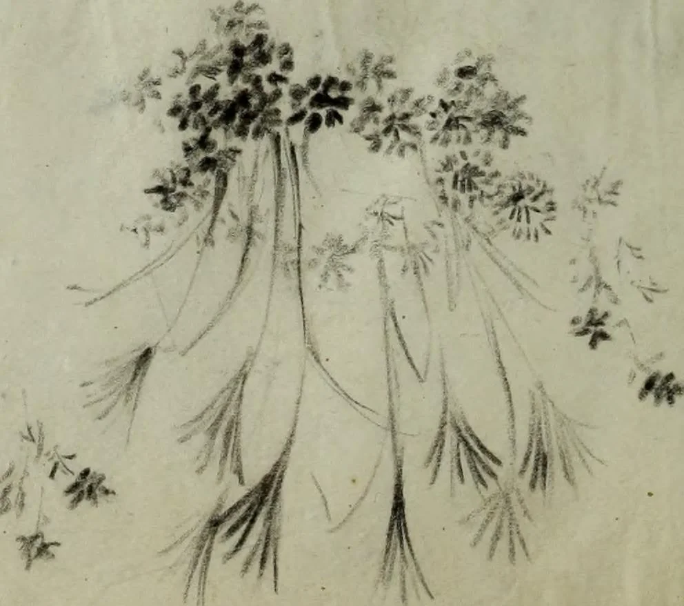 An illustration from [Embroidery and textile designs, 1875, leaf 224