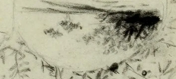 An illustration from [Embroidery and textile designs, 1875, leaf 227