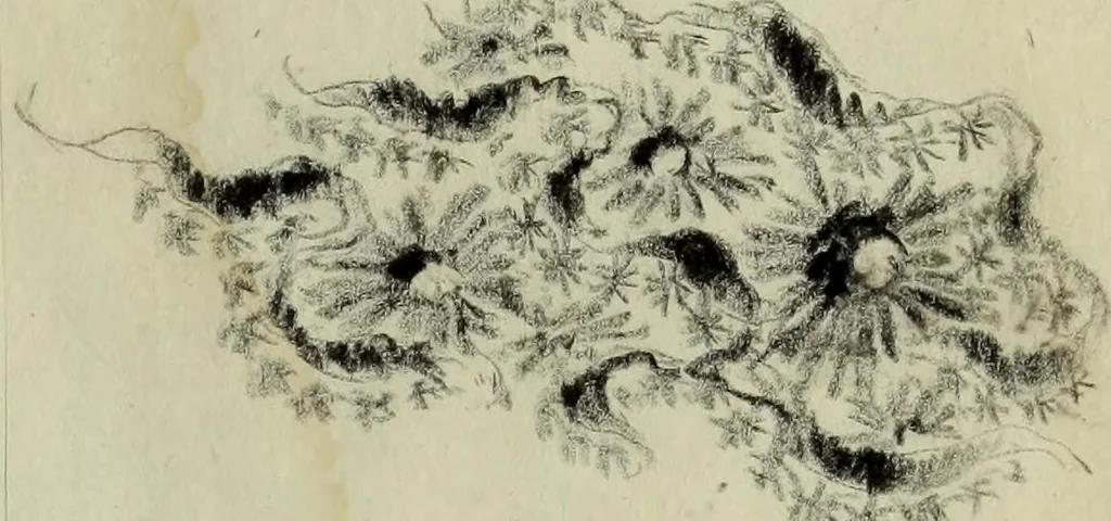 An illustration from [Embroidery and textile designs, 1875, leaf 229