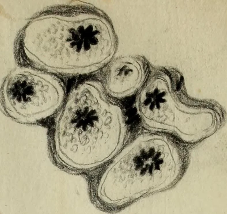An illustration from [Embroidery and textile designs, 1875, leaf 231