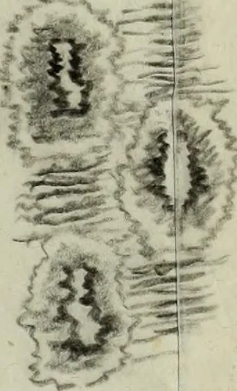 An illustration from [Embroidery and textile designs, 1875, leaf 237