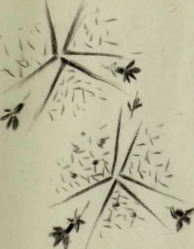 An illustration from [Embroidery and textile designs, 1875, leaf 239