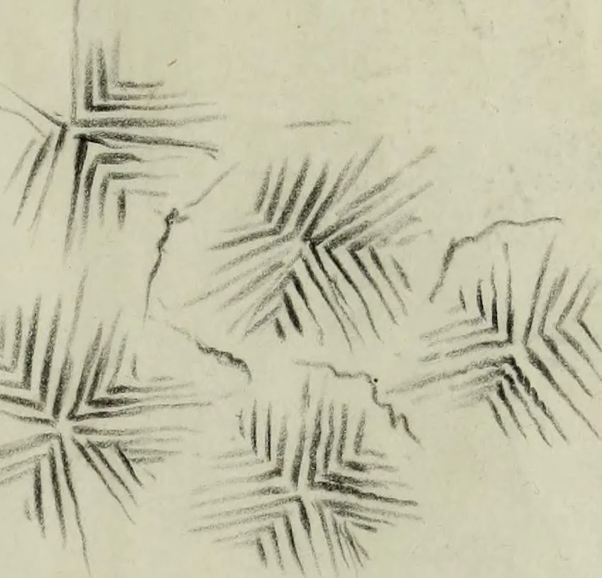 An illustration from [Embroidery and textile designs, 1875, leaf 239
