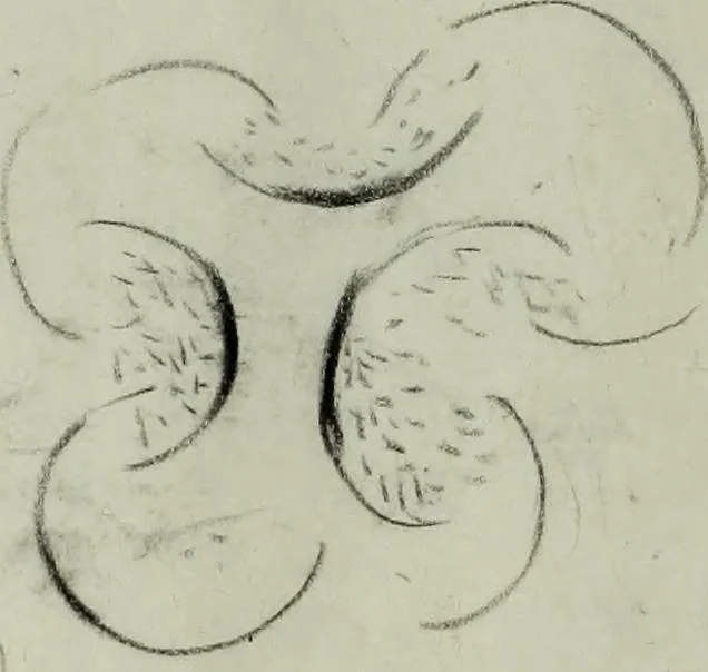 An illustration from [Embroidery and textile designs, 1875, leaf 248