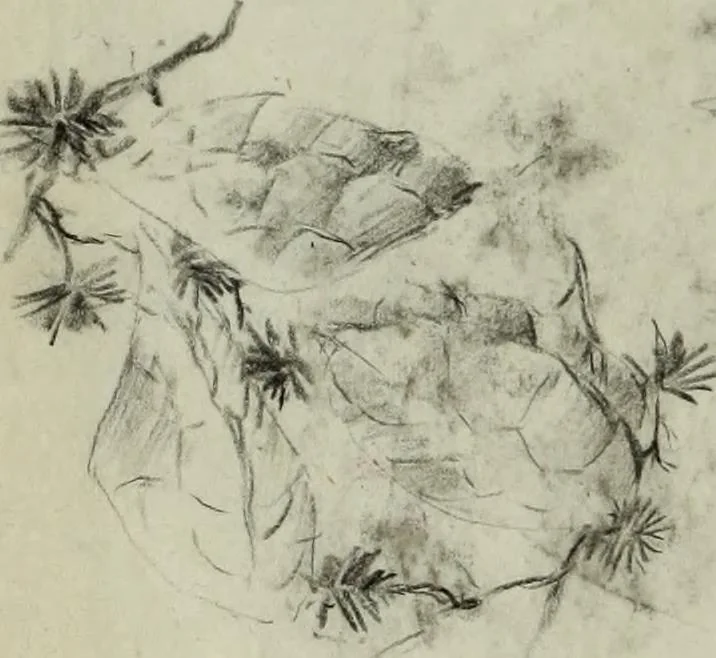 An illustration from [Embroidery and textile designs, 1875, leaf 248