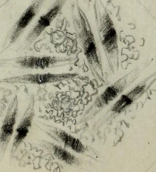 An illustration from [Embroidery and textile designs, 1875, leaf 250