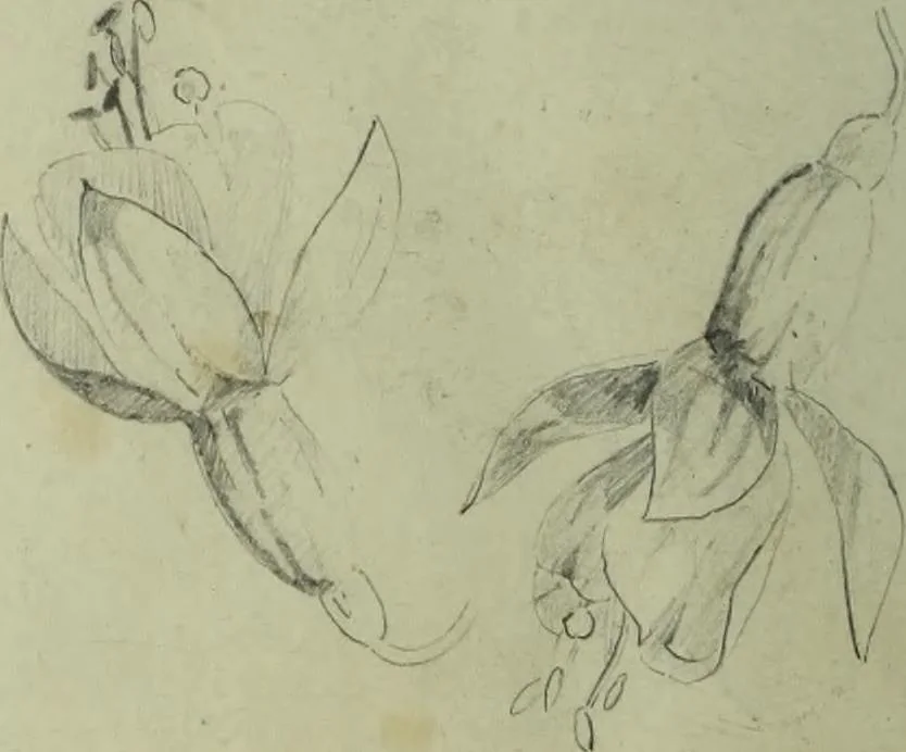 An illustration from [Embroidery and textile designs, 1875, leaf 256