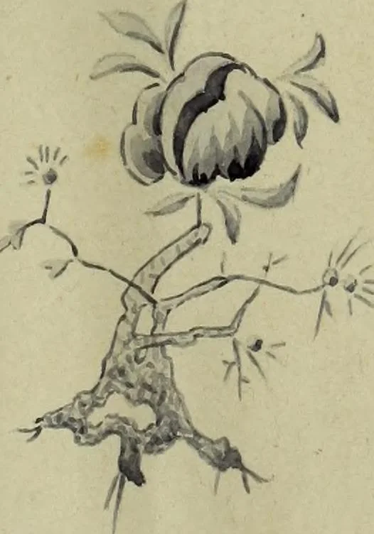 An illustration from [Embroidery and textile designs, 1875, leaf 5