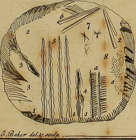 An illustration from Employment for the microscope : in two parts, 1764, leaf 117