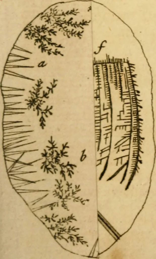 An illustration from Employment for the microscope : in two parts, 1764, leaf 152