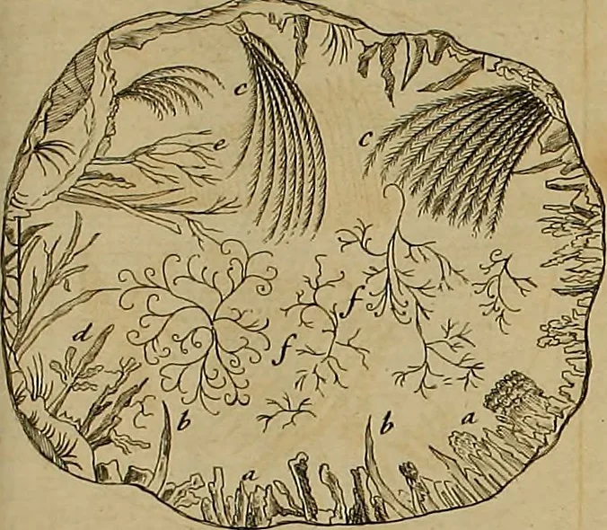 An illustration from Employment for the microscope : in two parts, 1764, leaf 181