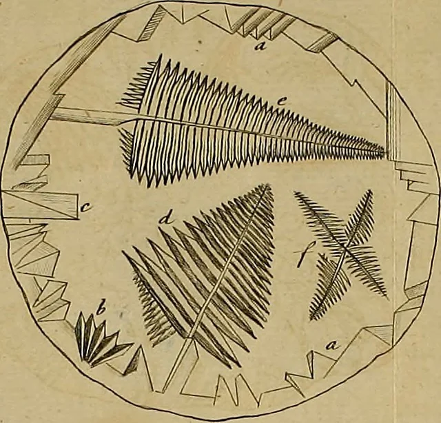 An illustration from Employment for the microscope : in two parts, 1764, leaf 181