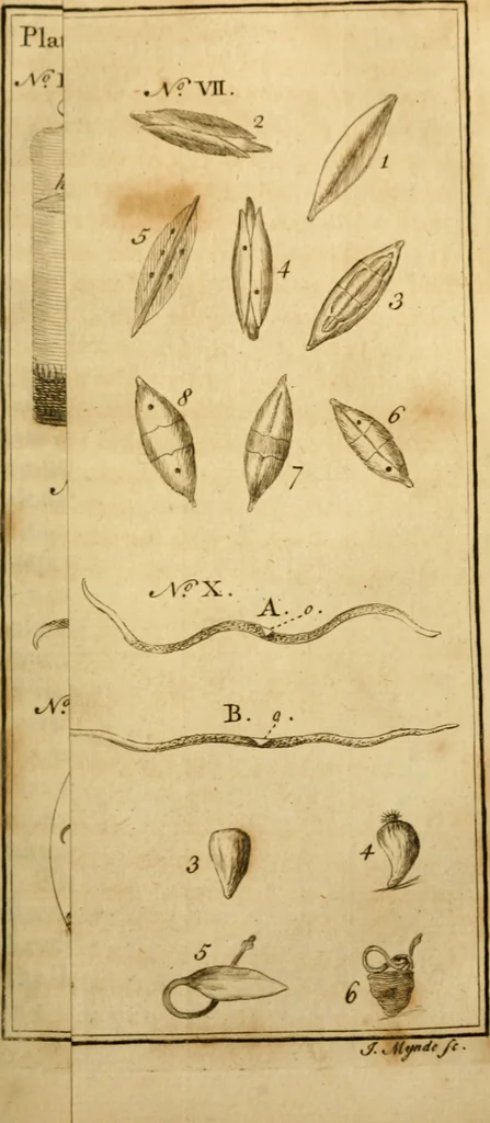 An illustration from Employment for the microscope : in two parts, 1764, leaf 302