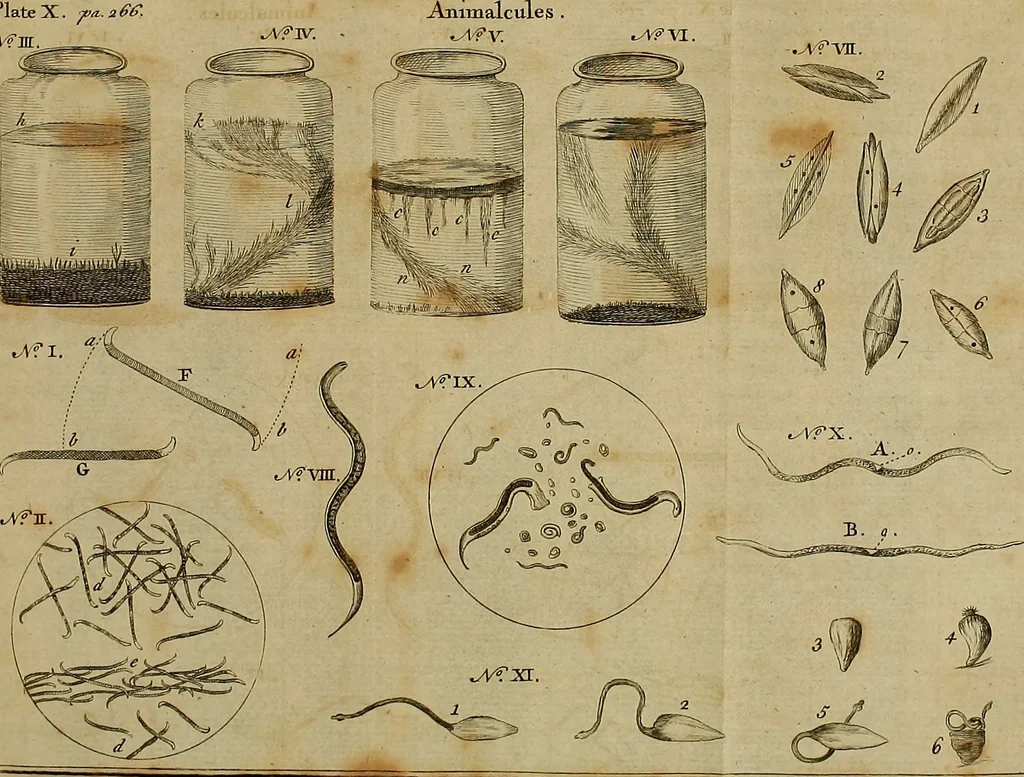An illustration from Employment for the microscope : in two parts, 1764, leaf 303