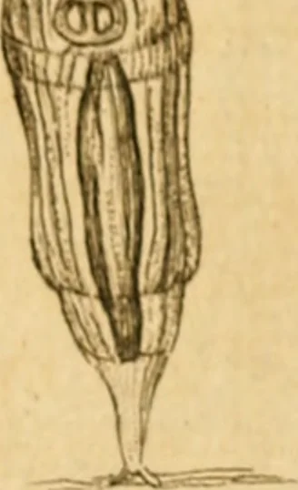An illustration from Employment for the microscope : in two parts, 1764, leaf 326