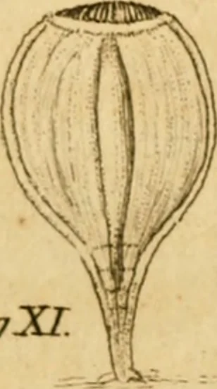 An illustration from Employment for the microscope : in two parts, 1764, leaf 326