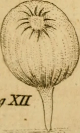 An illustration from Employment for the microscope : in two parts, 1764, leaf 326