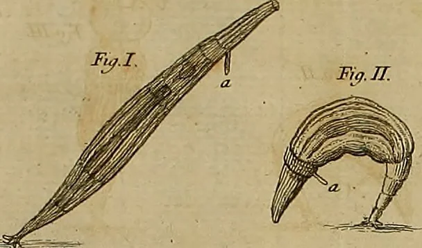An illustration from Employment for the microscope : in two parts, 1764, leaf 327