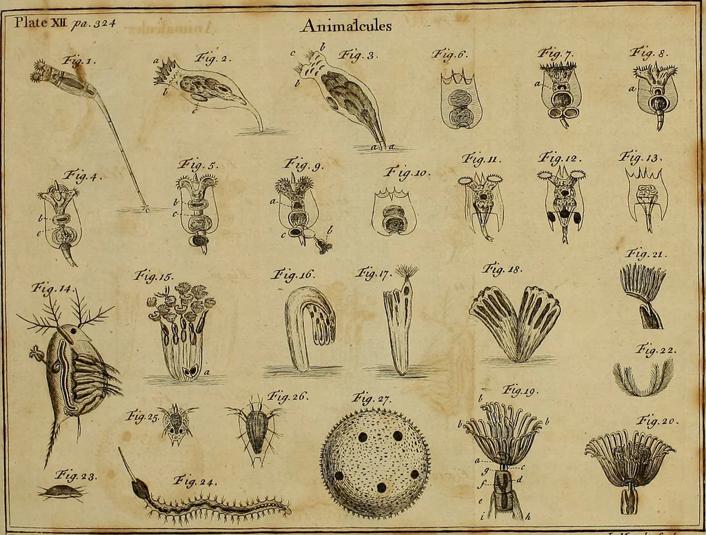 An illustration from Employment for the microscope : in two parts, 1764, leaf 365