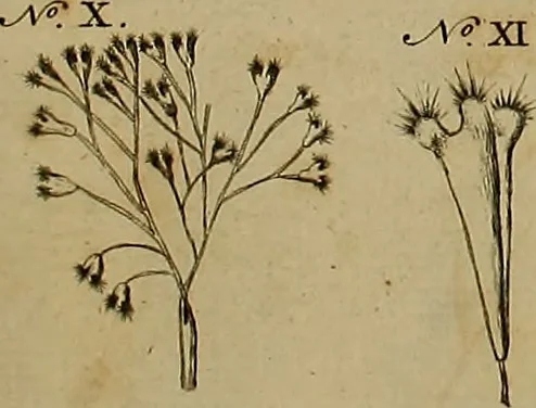 An illustration from Employment for the microscope : in two parts, 1764, leaf 393