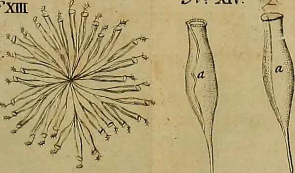 An illustration from Employment for the microscope : in two parts, 1764, leaf 393