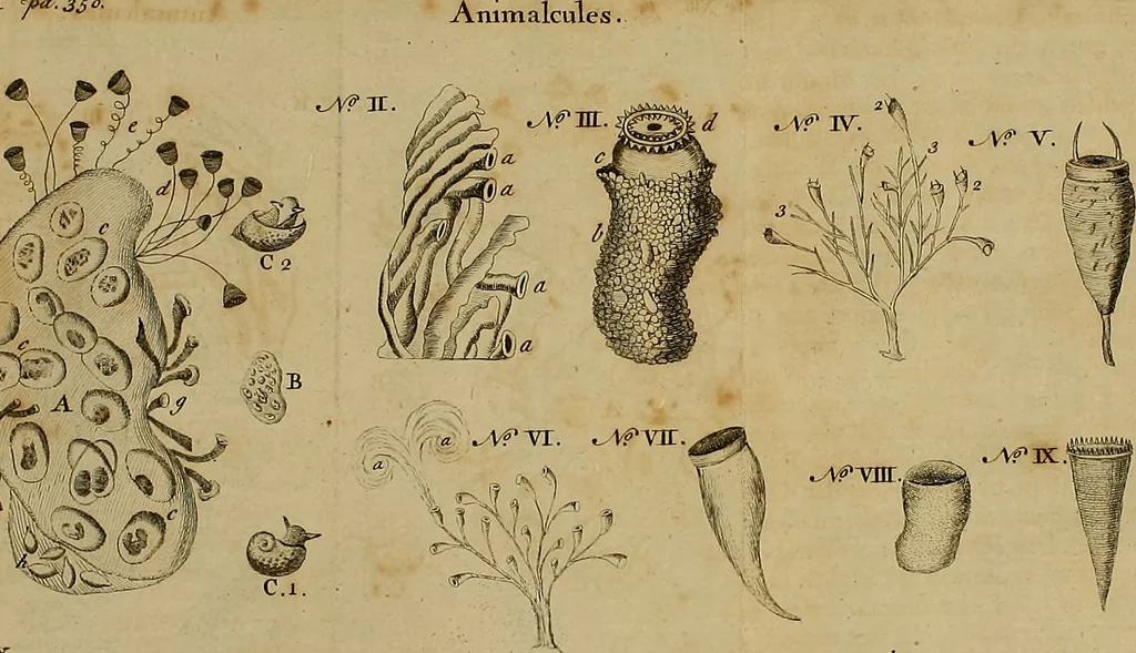 An illustration from Employment for the microscope : in two parts, 1764, leaf 393