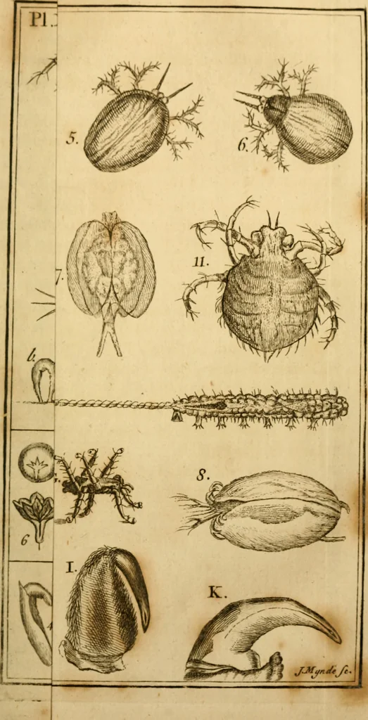 An illustration from Employment for the microscope : in two parts, 1764, leaf 448