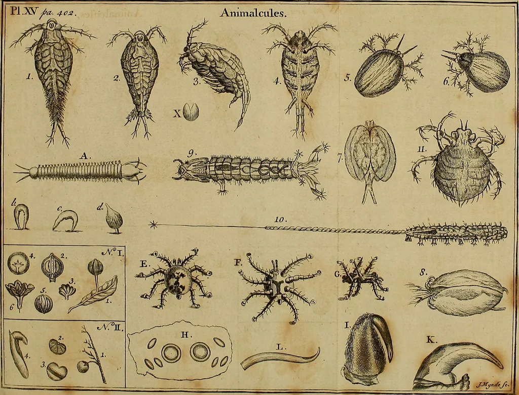 An illustration from Employment for the microscope : in two parts, 1764, leaf 449