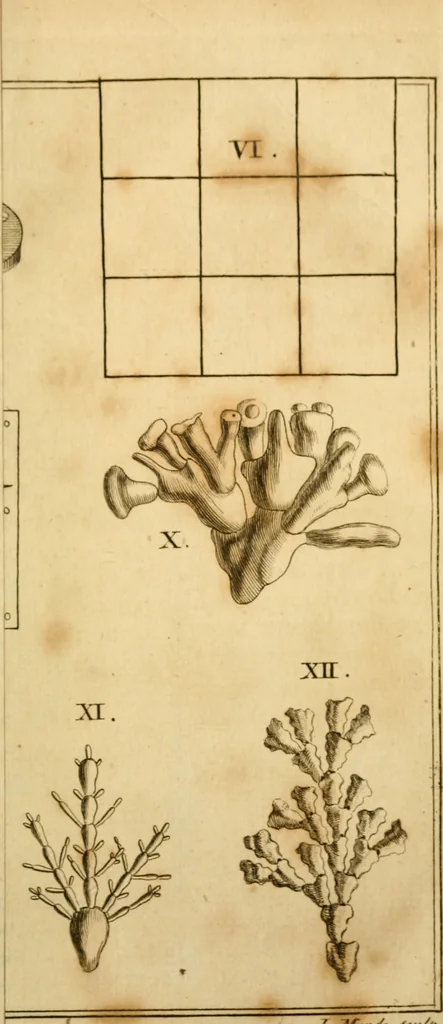 An illustration from Employment for the microscope : in two parts, 1764, leaf 490