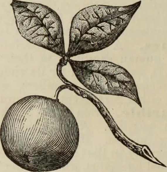 An illustration from An encyclopaedia of freemasonry and its kindred sciences : comprising the whole range of arts, sciences and literature as connected with the institution, 1887, leaf 1055