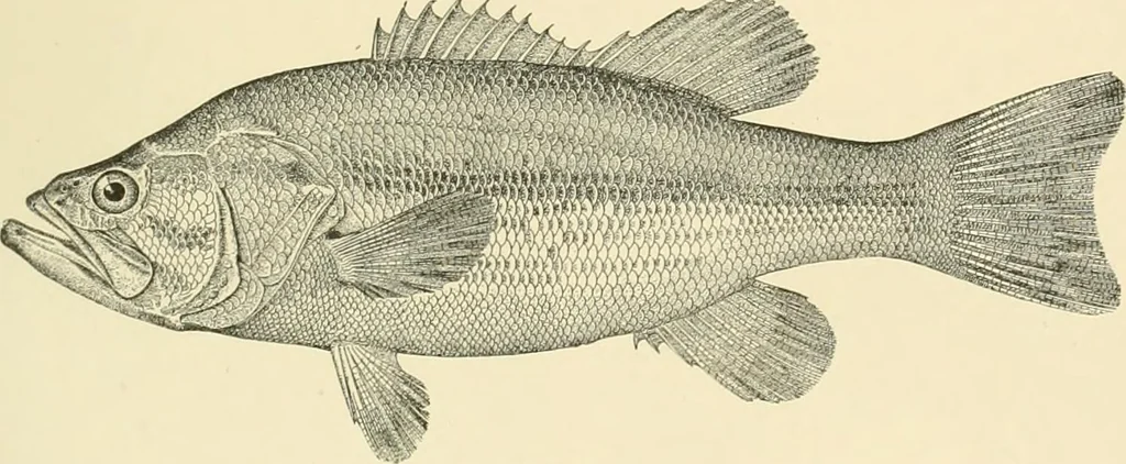 An illustration from The encyclopaedia of sport, 1897, leaf 101